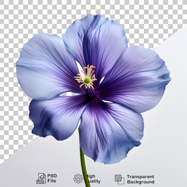 Fiore di cineraria isolato su uno sfondo trasparente file png florale viola