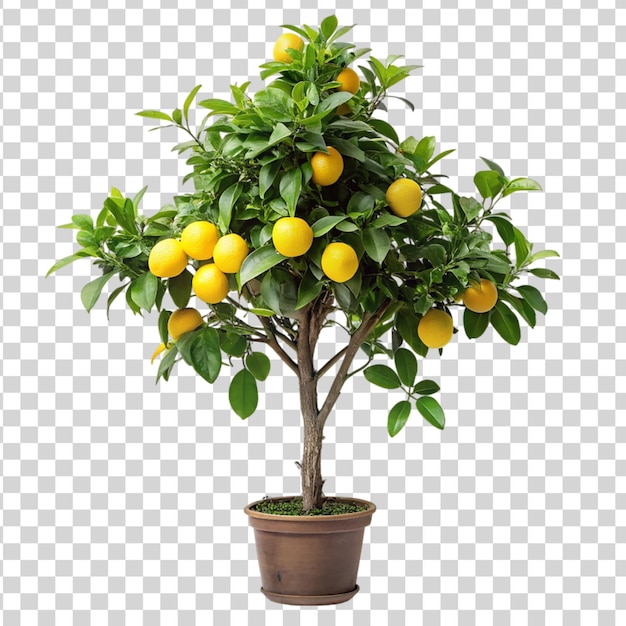 PSD citroenboom geïsoleerd op doorzichtige achtergrond