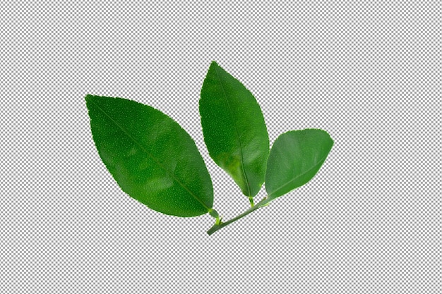 PSD citrus leaves isolated over alpha background