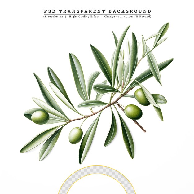 PSD classic style 3d illustration olive with leaves