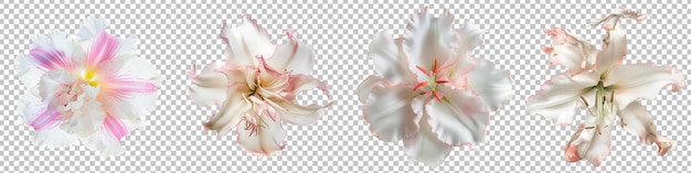 PSD classic white lily with a touch of pink on the edges set isolated on transparent background