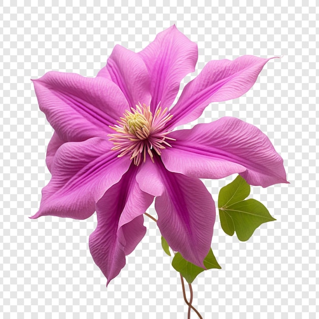 PSD fiore di clematis isolato su uno sfondo trasparente