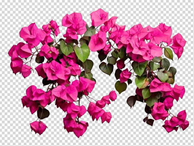 PSD collezione di bougainvillea da arrampicata