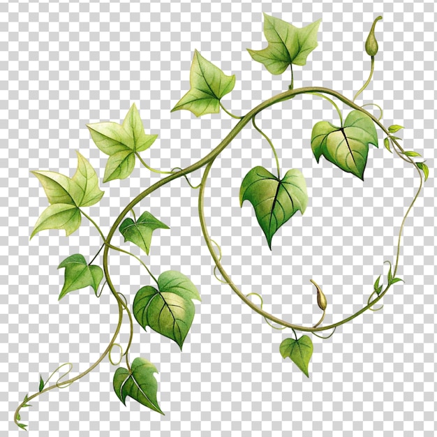 PSD climbing vine plant branch isolated on transparent background