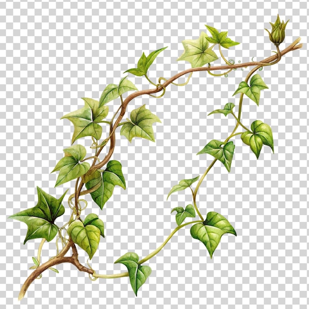 Climbing vine plant branch isolated on transparent background