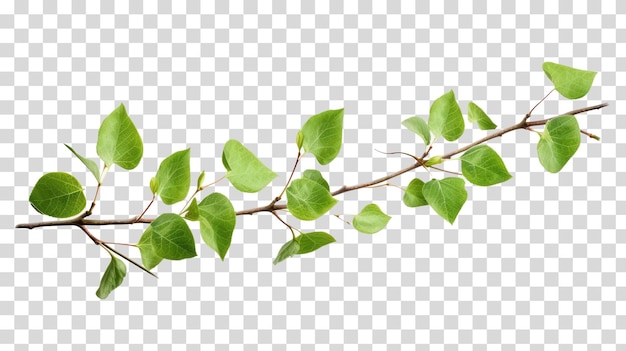 Clipping path png isolated on transparent background