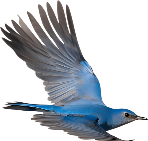 PSD close-up afbeelding van een mountain bluebird.