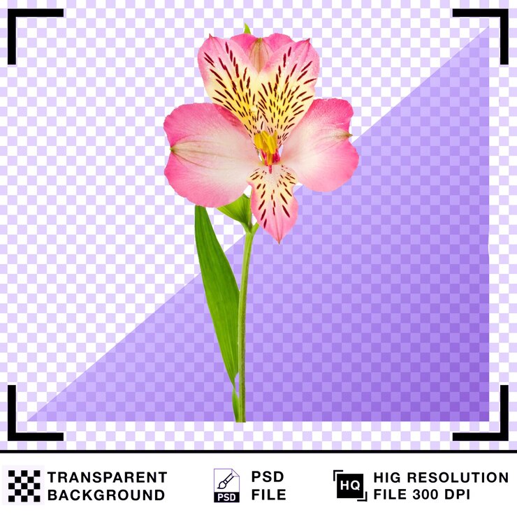 PSD клоуз-ап красивого розового цвета alstroemeria с прозрачным фоном