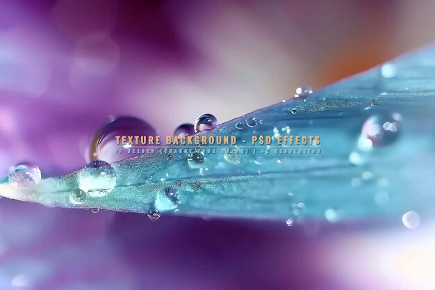 A close up of a dandelion with water droplets on it on transparent background