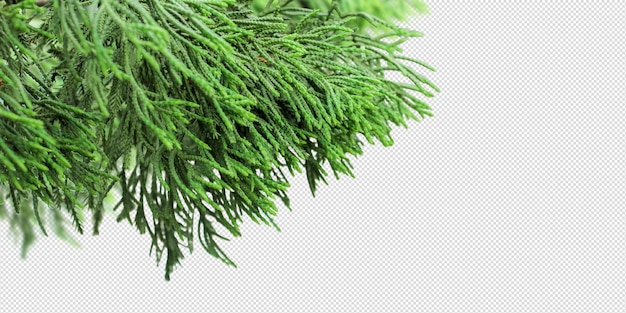 PSD close up of fir branches background