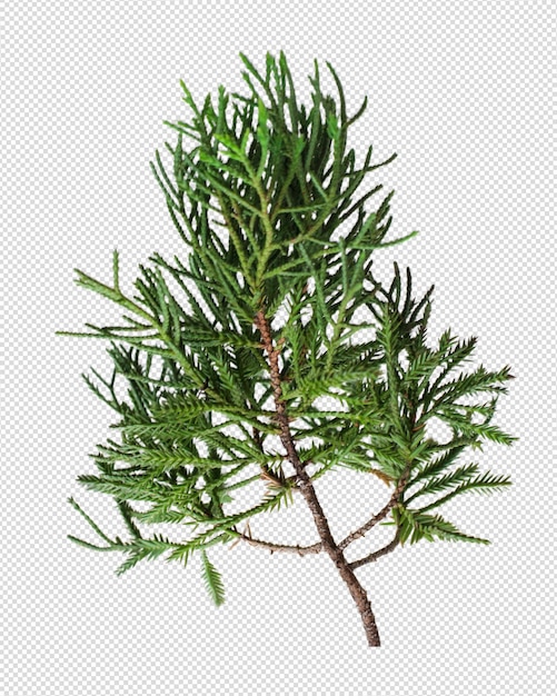 Close up of fir branches background