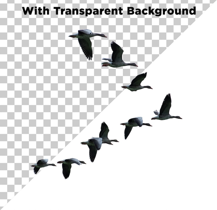 PSD close up of flying birds