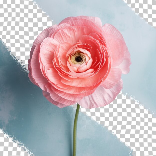 PSD close-up foto van een ranunculus bloem met teksttransparante achtergrond en voldoende ruimte voor tekst