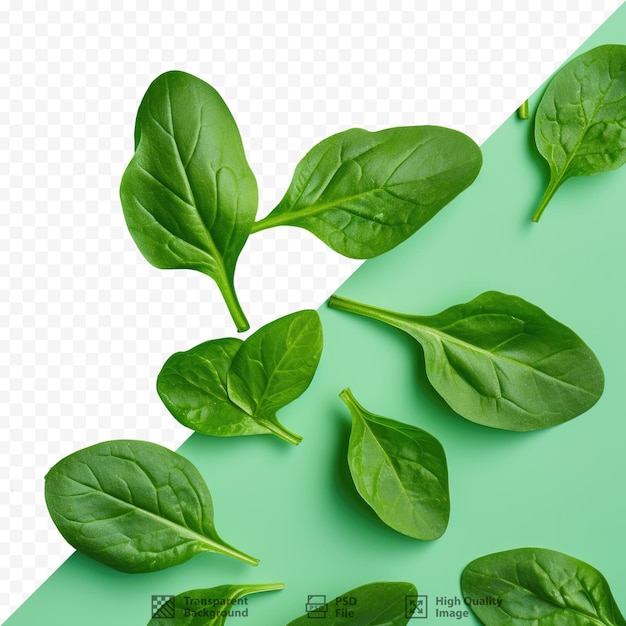 PSD close up of fresh crunchy organic spinach leaves