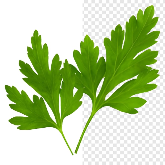 close-up of fresh green parsley leaves