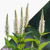 PSD close up of a group of veronicastrum virginicum