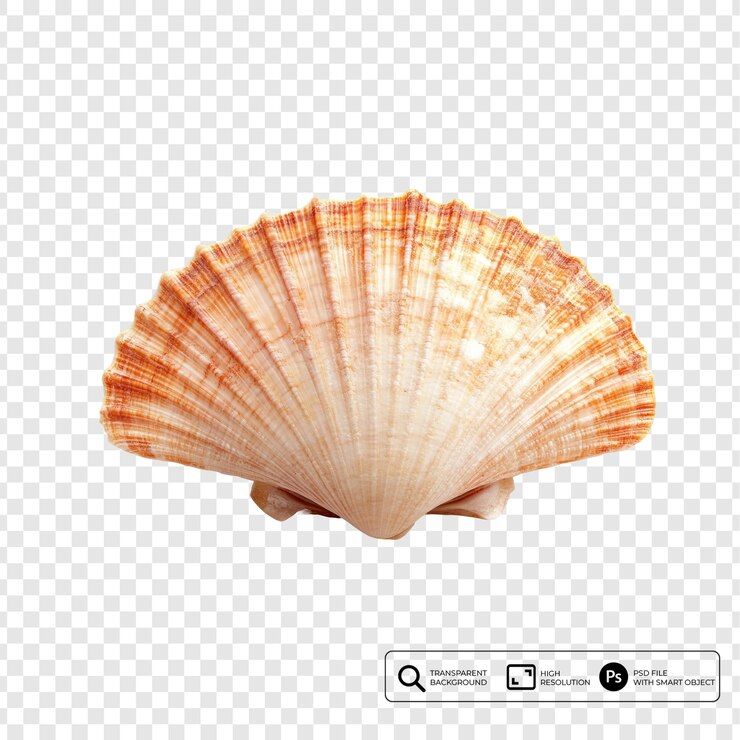 PSD close-up of a beautifully detailed seashell