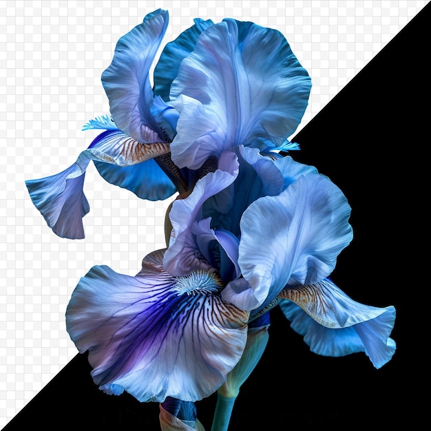 PSD 孤立した黒の背景に分離された青い花びらを持つ 2 つの美しいアイリスのクローズ アップ