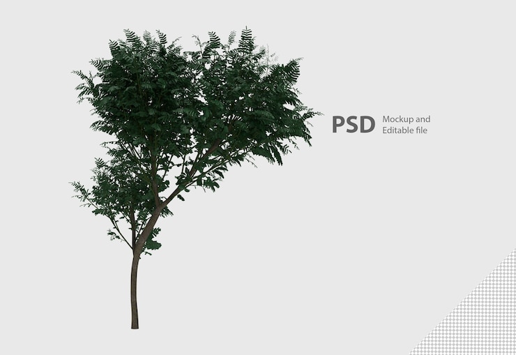 PSD close up on plant isolated 