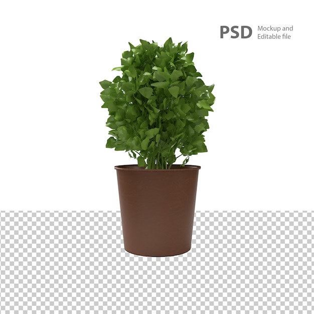 Close up on plant isolated 