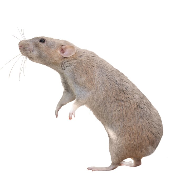 PSD close up on rat isolated