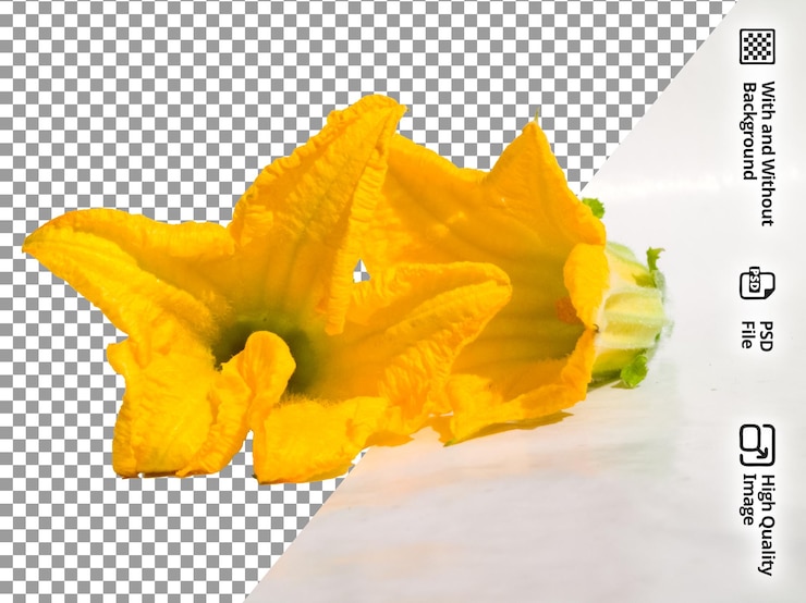PSD グルメ料理や料理作品に最適な 鮮やかな黄色いツキニの花のクローズアップ写真