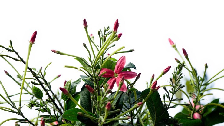 PSD close-up van de bloemen en knoppen van de rangoon-kruiper met groene bladeren