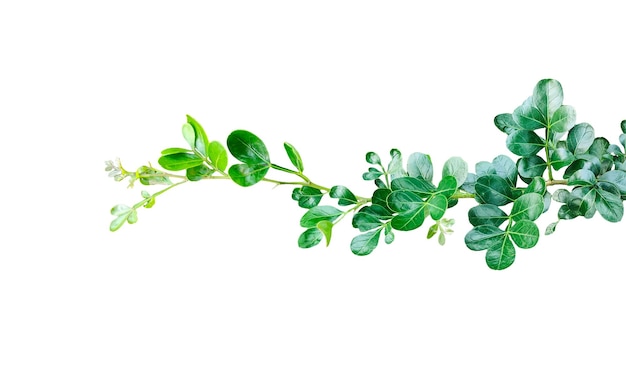 Close-up van een levendige groene tak van een plant met weelderige bladeren