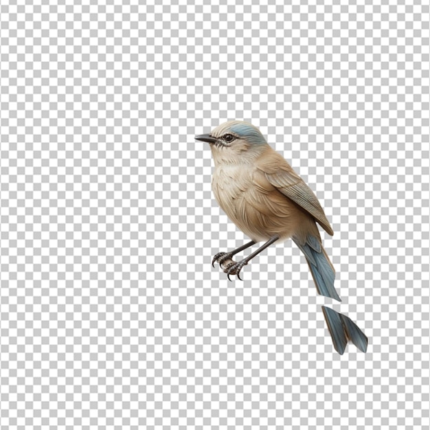 PSD close-up van een vogel die op een tak op een witte achtergrond zit