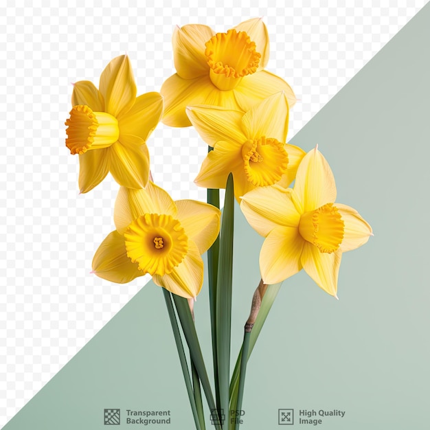 PSD close-up van gele narcissen op transparante achtergrond die wales vertegenwoordigt