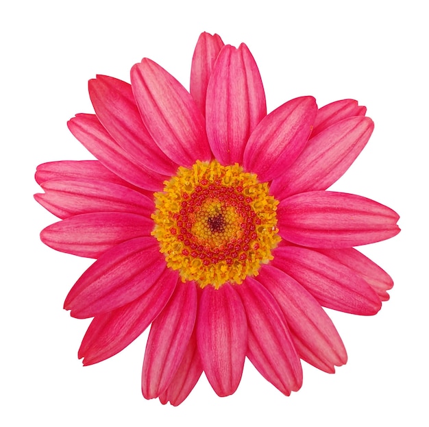 Close-up of a vibrant pink gerbera daisy with a yellow center isolated on white