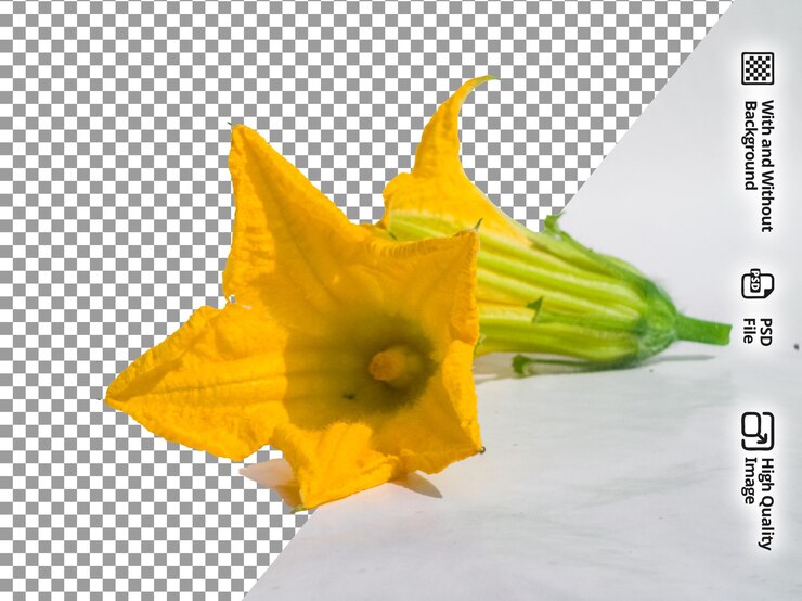 PSD 透明な背景の鮮やかな黄色い花の開花のクローズアップ