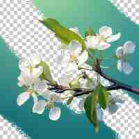 PSD close up of white flowers in spring on an apple tree