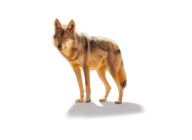 close up on wolf isolated