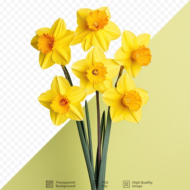 Close up of yellow daffodils on transparent background representing wales