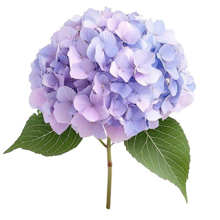Closeup of a beautiful hydrangea flower with shades of purple and blue png
