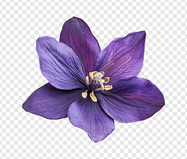 美しい 紫 の 花 が 満開 に く の を 近く から 見る