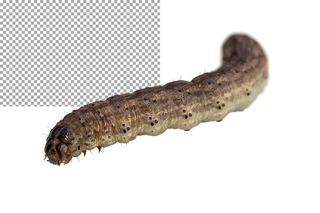 Closeup brown caterpillar isolated on transparent background