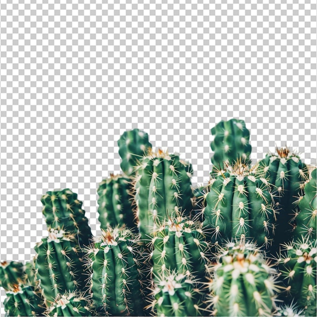 PSD closeup of cactus on white background cactus natural good flower picture