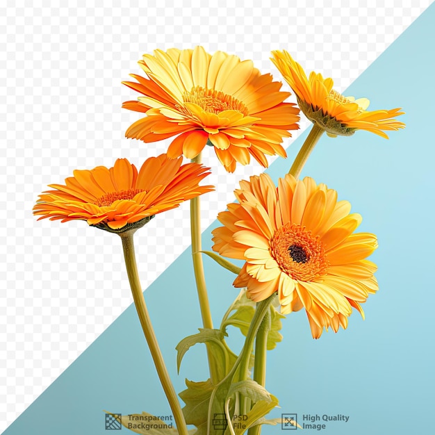 PSD primo piano della calendula officinalis o calendula