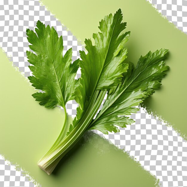 PSD closeup of celery leaf on a transparent background