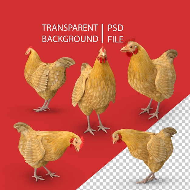 PSD png di pollo in primo piano