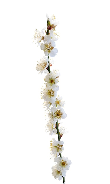一棵微妙的白梅花枝的近距离拍摄