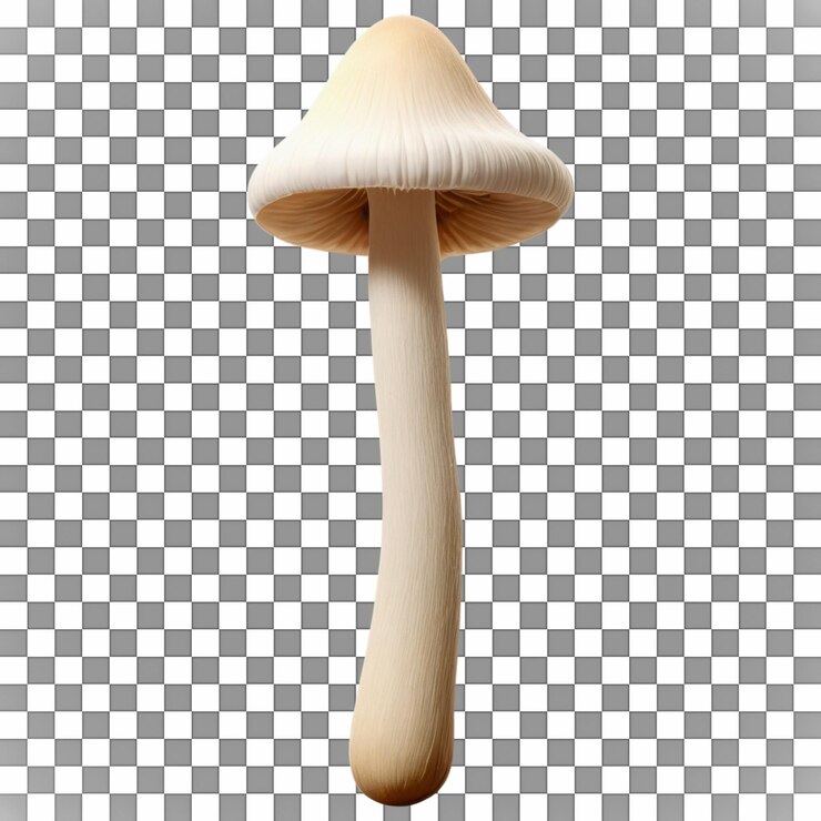 PSD closeup of fresh light brown mushrooms