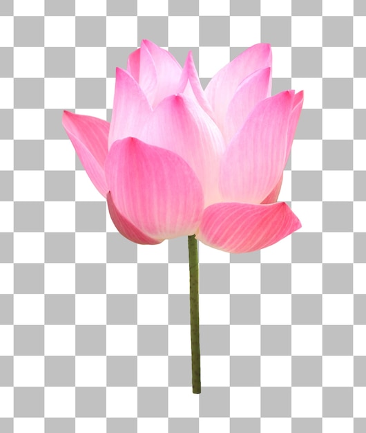 PSD closeup of a gorgeous blossoming sacred lotus isolated on transparent backdrop