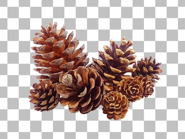 Closeup of a heap of various size natural dry pine cones on transparent backdrop