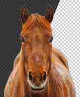 PSD close-up di una testa di cavallo con gli occhi attenti su uno sfondo trasparente