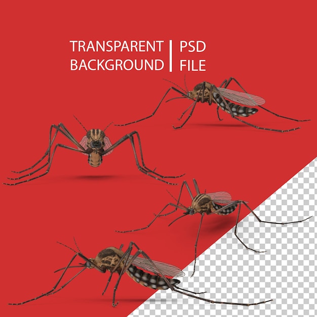 PSD closeup mosquito pose png