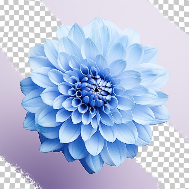 Closeup nature image of a blue chrysanthemum on a transparent background with clipping path