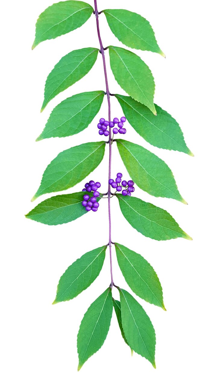 PSD closeup of beautyberry plant with purple berries and green leaves